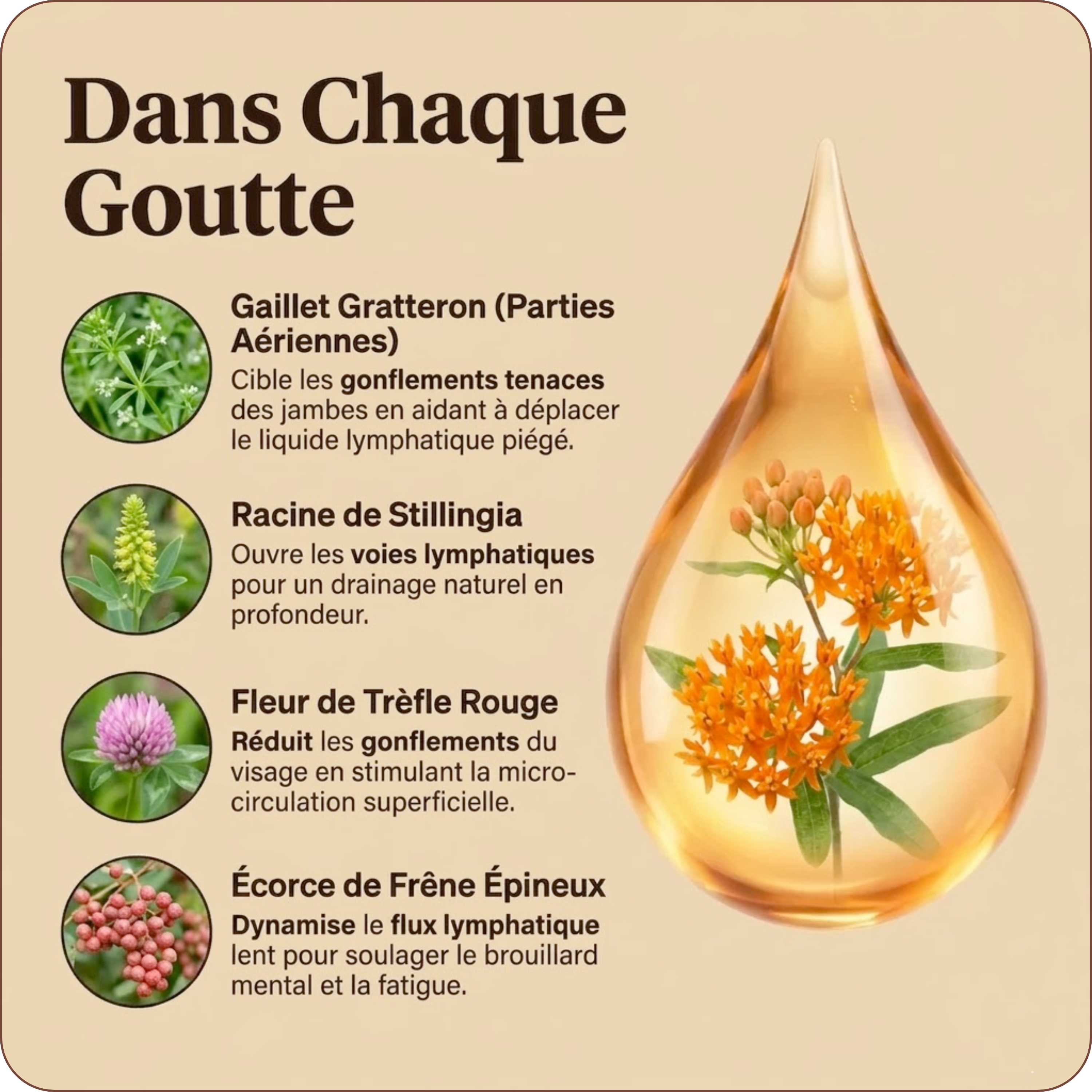 Drainant Lymphatique | Élu Meilleur Produit d'Europe en 2025