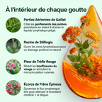 Drainant Lymphatique | Élu Meilleur Produit d'Europe en 2025