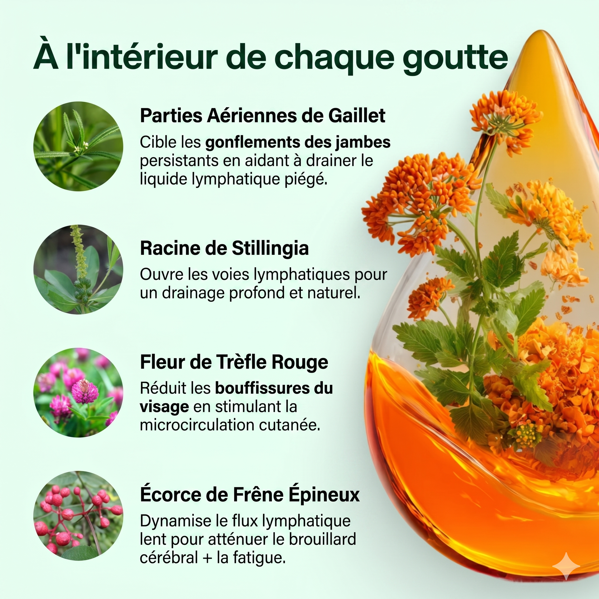 Drainant Lymphatique | Élu Meilleur Produit d'Europe en 2025
