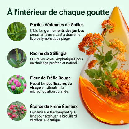 Drainant Lymphatique | Élu Meilleur Produit d'Europe en 2025